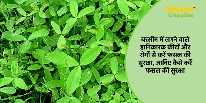 बरसीम में लगने वाले हानिकारक कीटों और रोगों से करें फसल की सुरक्षा, जानिए कैसे करें फसल की सुरक्षा